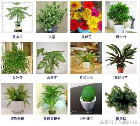 室內植物種類 晦氣